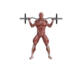 Fototapeta na wymiar Muscle anatomy of man performing workout exercises using dumbbells and barbell