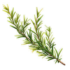 A sprig of fresh rosemary. isolated object, transparent background