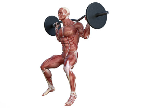 Muscle anatomy of man performing workout exercises using dumbbells and barbell