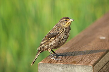 Fototapeta premium sparrow on a fence