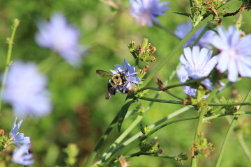 bee on blue flower