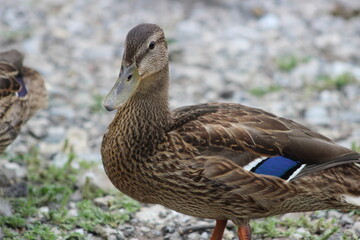 female mallard