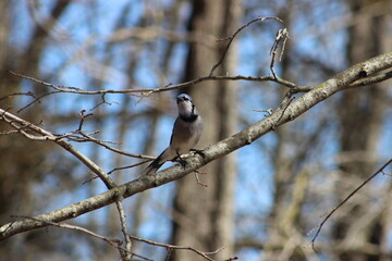 blue jay on a branch 