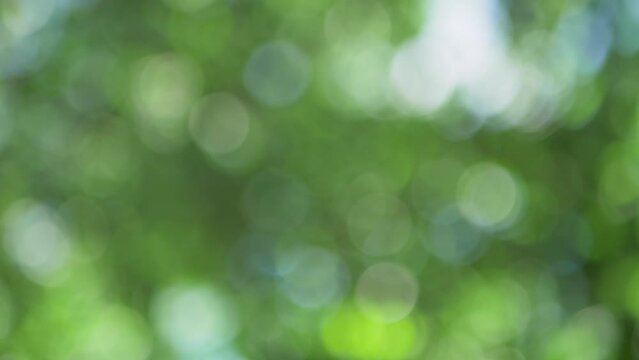 Blurred sunlight summer background with green leaves. Environmental conservation. Harmony outside