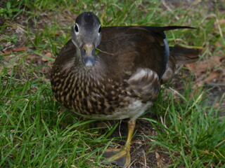 duck in the grass