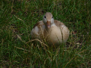 duck in the grass