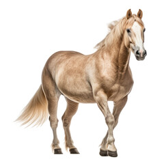 beige horse isolated on transparent background cutout