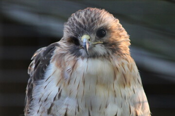 bird of prey in falconry mew