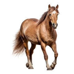 Naklejka na ściany i meble brown horse isolated on transparent background cutout
