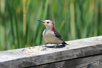 red headed woodpecker walking on fence