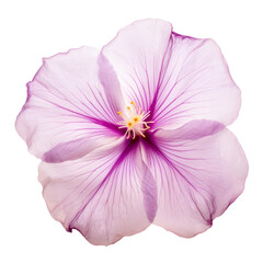 Naklejka premium purple flower isolated on transparent background cutout