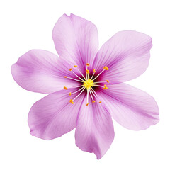 Fototapeta na wymiar purple flower isolated on transparent background cutout