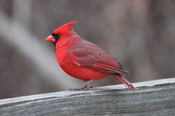 close up of cardinal
