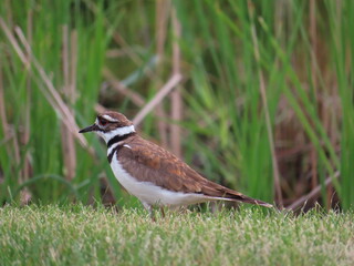 Adult killdeer side view