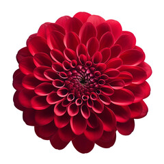red flower isolated on transparent background cutout