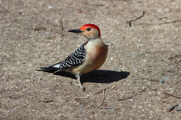 red bellied woodpecker