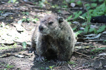 Woodchuck on a river bank