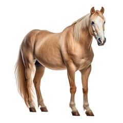 Obraz na płótnie Canvas beige horse isolated on transparent background cutout