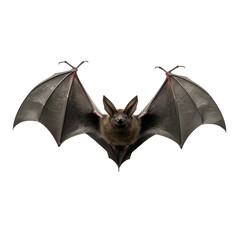 bat isolated on transparent background cutout