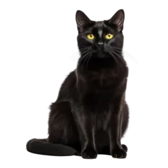 Foto op Aluminium black cat isolated on transparent background cutout © Papugrat
