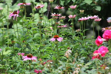 Purple coneflowers in a garden