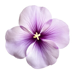 Fototapeta premium purple flower isolated on transparent background cutout