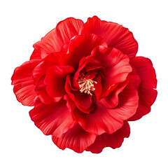 red flower isolated on transparent background cutout