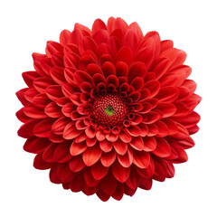 red flower isolated on transparent background cutout