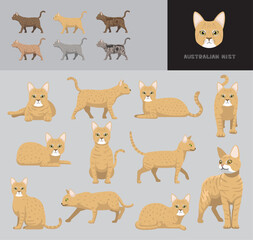 Cat Australian Mist Blonde Coat Cartoon Vector Illustration Color Variation Set
