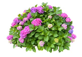 鮮やかに咲いた紫陽花の木全体の切抜き（背景透過）