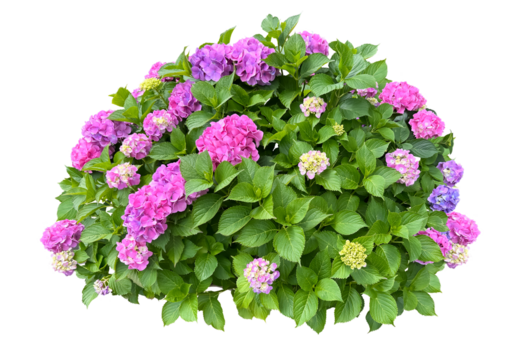 鮮やかに咲いた紫陽花の木全体の切抜き（背景透過）