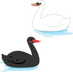 水面を泳ぐ白鳥と黒鳥