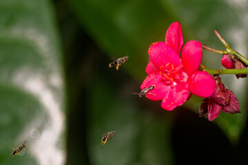 Close up of bees approaching a red flower