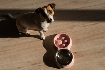 A double bowl for slow feeding and a bowl of water for the dog. Top view of a jack russell terrier...