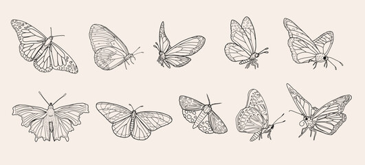 Line Drawing Butterfly Collection, Moth Doodle Set, Hand-drawn Butterfly & Moth Bundle