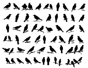 Halloween Crow Silhouette Bundle, Black Bird, Raven, Crow Vectors for Art Print, Tattoo, Crafting, Halloween Decors