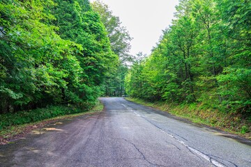 Obraz premium 森へ続く峠道