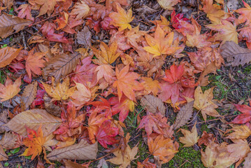 雨の日に観る大沼湖畔の紅葉