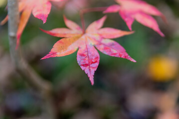 雨の日に観る大沼湖畔の紅葉