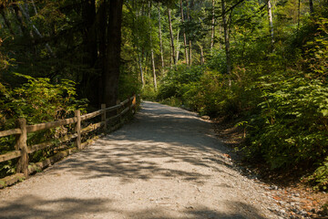 Naklejka premium Country road in forest. Summer traveling in mountains. Sunny day hiking trail between trees