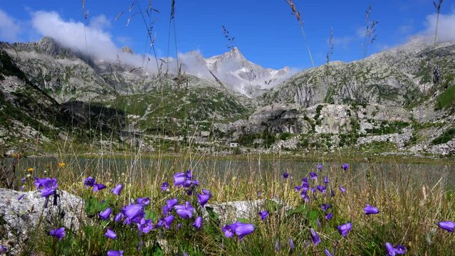 A paradise of colours, lilac flowers and breathtaking landscapes in the alpine lakes