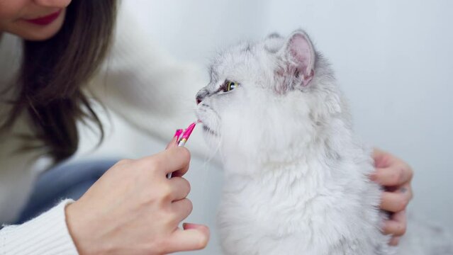 Purebred White Kitten Resting and Enjoying a Cat Jelly Treat. Pets Lover Concept