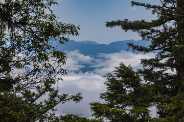 Through the trees of the forest, a picturesque view of Taiwan's landscape unfolds. The image captures the beauty of nature, with rolling hills, vibrant greenery, and a glimpse of a serene river