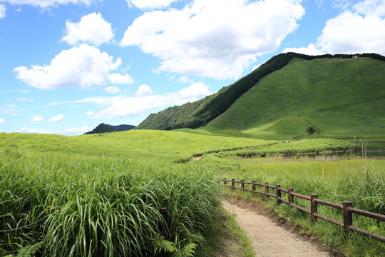 Scenery of a grass carpet on the Soni Plateau in Nara Prefecture, Japan