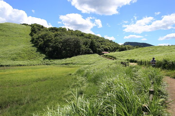 Scenery of a grass carpet on the Soni Plateau in Nara Prefecture, Japan