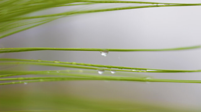 water drops on green leaf
