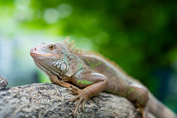 lizard, animal, green lizard with blur background