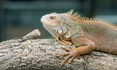 lizard, animal, green lizard with blur background