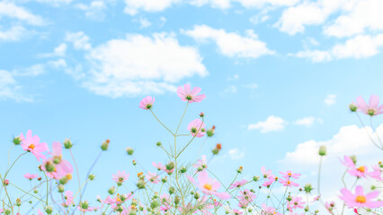 Obraz na płótnie Canvas ピンク色の秋桜と秋の空｜16:9