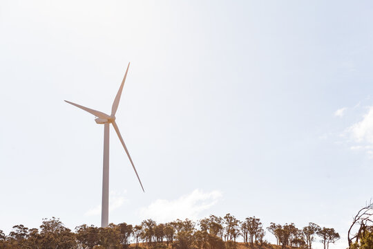 Single wind turbine on ridgeline of eucalyptus trees with copy space sky